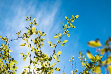 Bahar Dalı arka plan