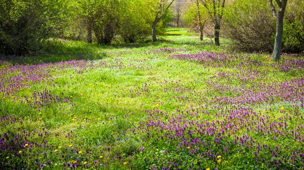 Wiosnę krajobraz parku — Zdjęcie stockowe