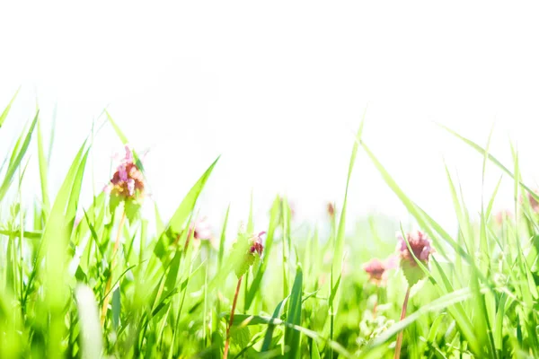 Spring grass and flowers background — Stock Photo, Image