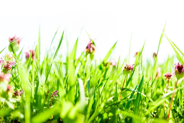 Spring grass background — Stock Photo, Image