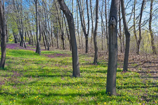 Trawa wiosna w parku — Zdjęcie stockowe