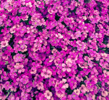 Pembe çiçek deseni