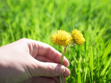 iki dandelions toghether