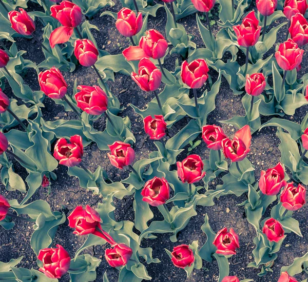 red tulips pattern