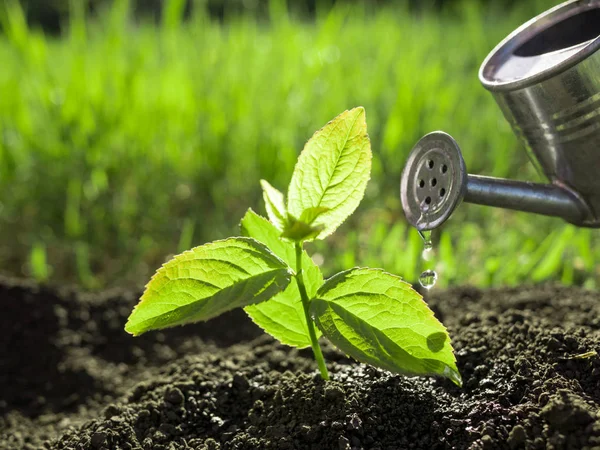 Innaffiamento piantine concetto di natura — Foto Stock