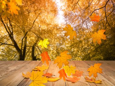 sonbahar yaprakları arka plan