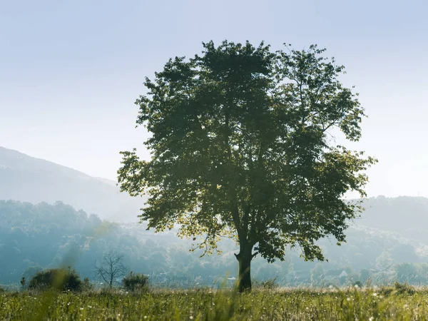 Paysage rural avec arbre — Photo