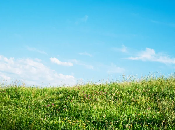 Herbe et ciel paysage — Photo