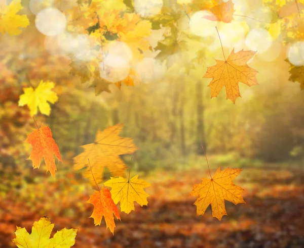 Herbst Wald Hintergrund — Stockfoto