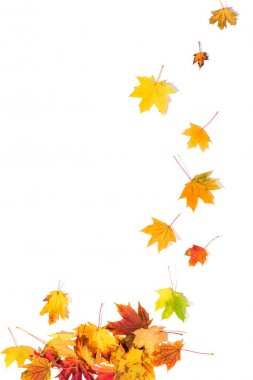 Beyaz arkaplanda sonbahar yaprakları
