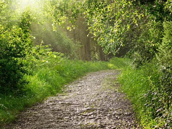 Chemin de pierre dans le parc — Photo