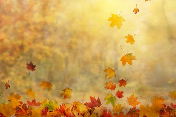 Autumn leaves background — Stock Photo, Image