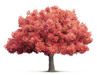 ağaç izole 3d çizim