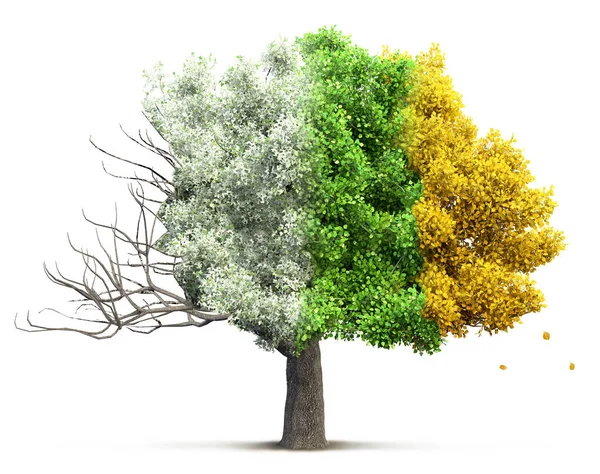 Tree isolated 3D illustration — Stock Photo, Image