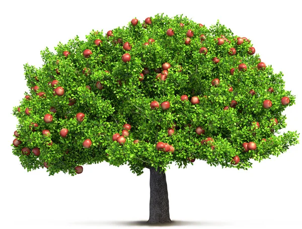 Red apple tree isolated 3D illustration — Stock Photo, Image