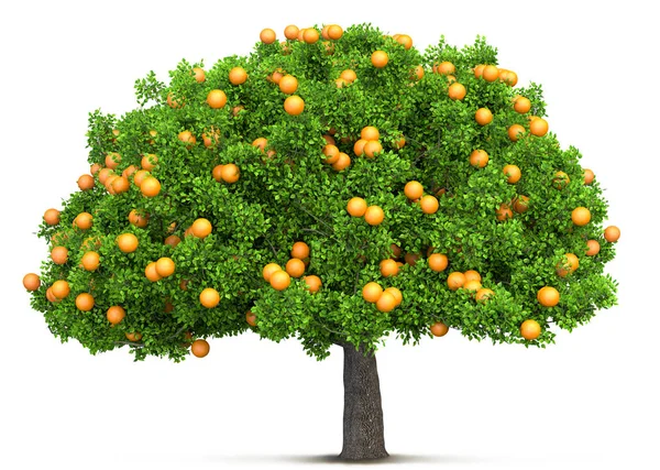3D иллюстрация оранжевого дерева — стоковое фото