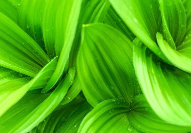 taze doğa arka plan