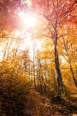 sonbahar orman manzarası