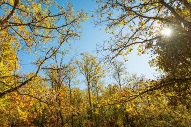 sonbahar orman manzarası