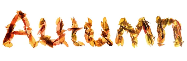 Hösten gjort av löv bakgrund — Stockfoto