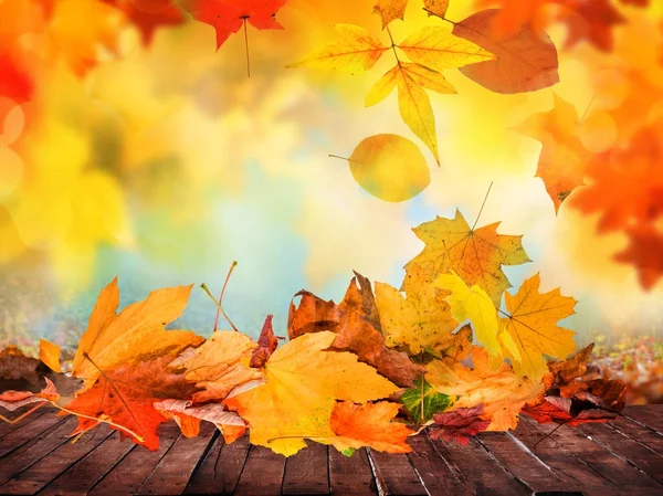 Un autunno foglie — Foto Stock