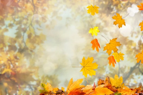 Осенние листья фона — стоковое фото