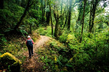 Nepal orman ormanda hiking