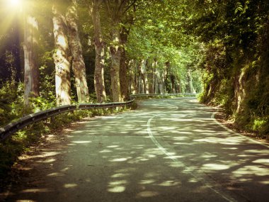 Güneş ışınları ile yeşil orman yol