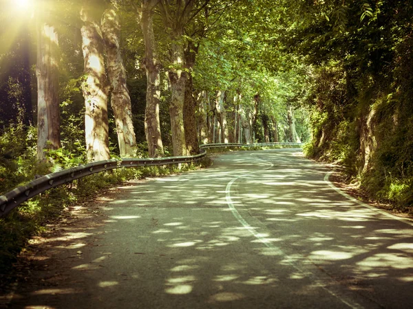 Road in green forest with sun beams — Stock Photo, Image