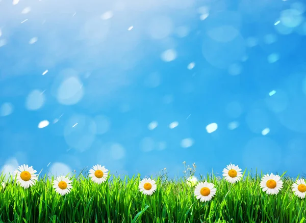 Зеленая трава на фоне цветов — стоковое фото