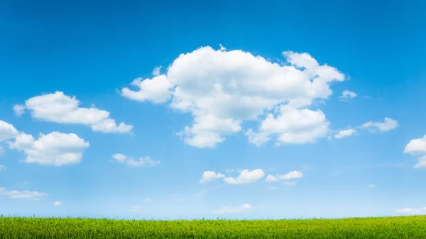 blue sky and summer green field