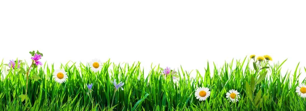 Gras und Wildblumen isoliert — Stockfoto
