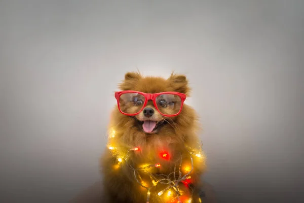 Lustiger Hund mit Weihnachtsdekoration — Stockfoto