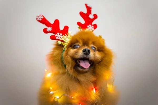 Lustiger Hund mit Weihnachtsdekoration — Stockfoto