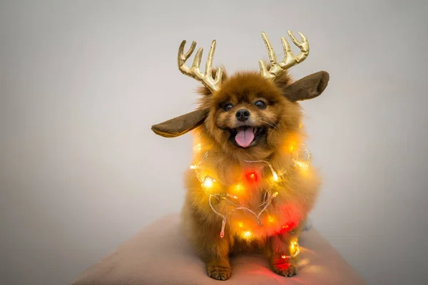 Lustiger Hund mit Weihnachtsdekoration — Stockfoto