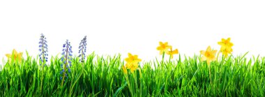 çimenler ve bahar çiçekleri arka plan