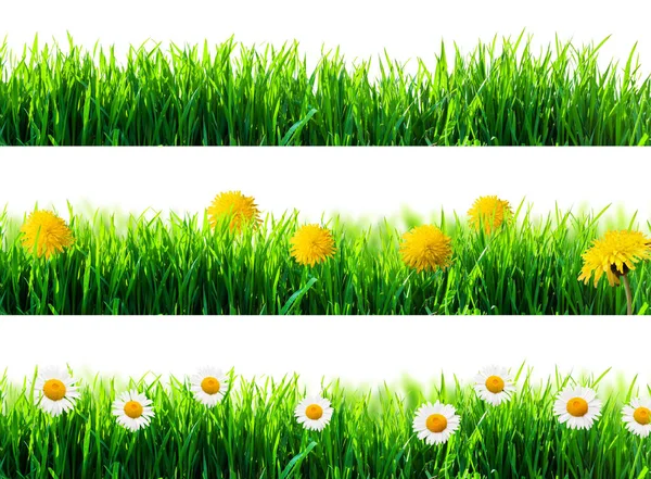 Frühlingsblumen und grünes Gras isoliert — Stockfoto