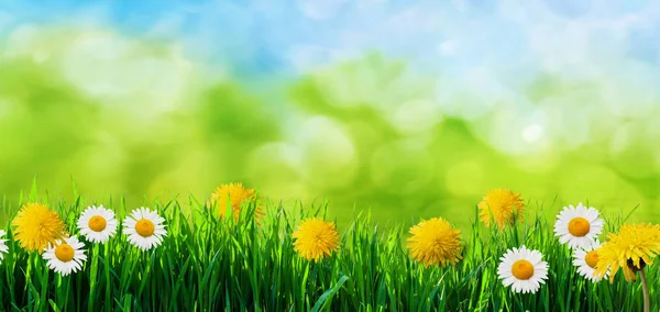 Frühling Gras Hintergrund — Stockfoto