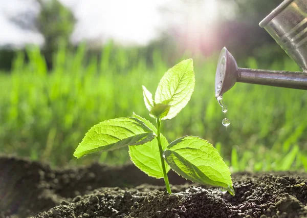 Plantación y riego de plántulas — Foto de Stock