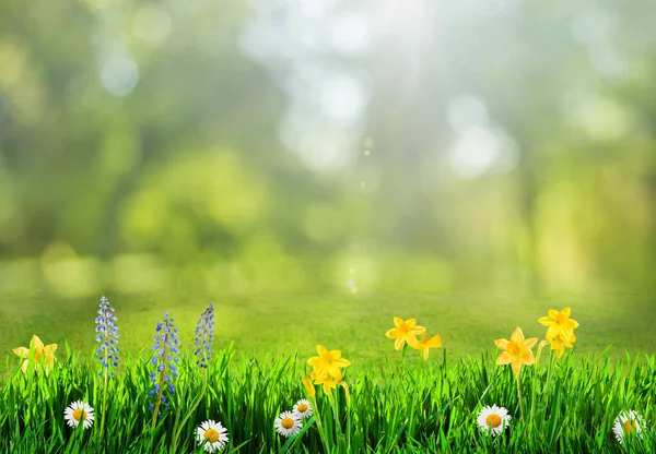 Gras en lente bloemen achtergrond — Stockfoto