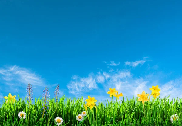 Trawa i wiosenne kwiaty tło — Zdjęcie stockowe