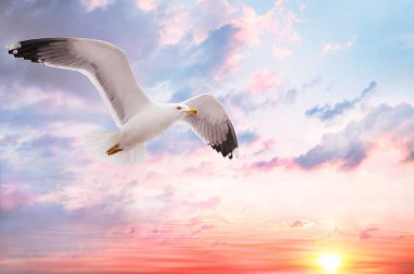 gün batımında martı