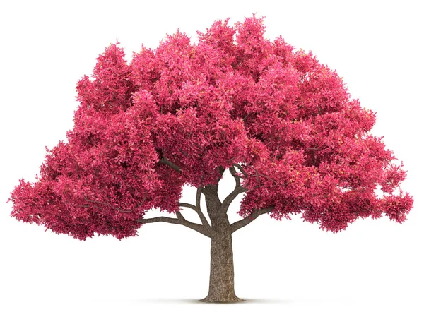 Cherry blossom tree isolated 3D illustration — Stock Photo, Image