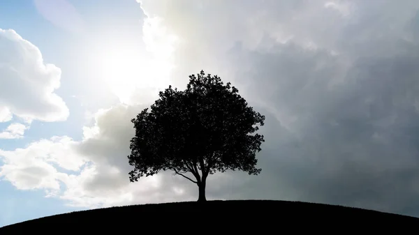 Albero e tramonto — Foto Stock