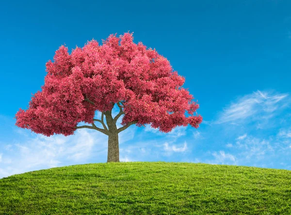 Spring landscape with pink blossom tree — Stock Photo, Image
