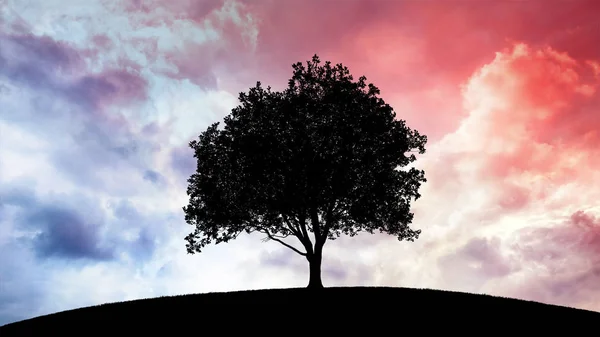 Tree and sunset — Stock Photo, Image