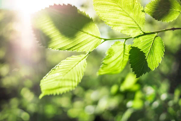 Fond naturel avec des feuilles vertes — Photo