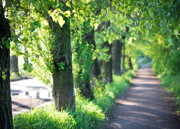 夏の木の路地 — ストック写真