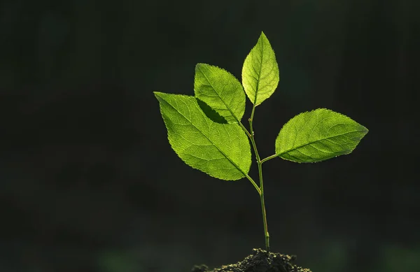 Una plántula de árbol —  Fotos de Stock