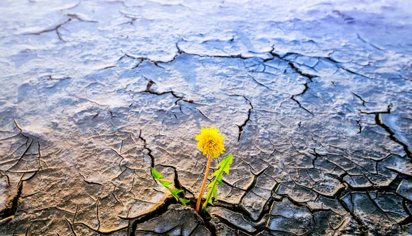 Pianta che cresce nel deserto concetto di siccità — Foto Stock